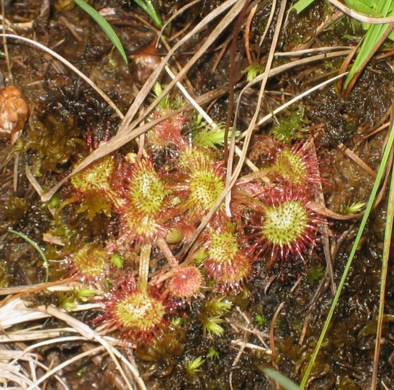 Drosera rotundifolia / Drosera a foglie rotonde